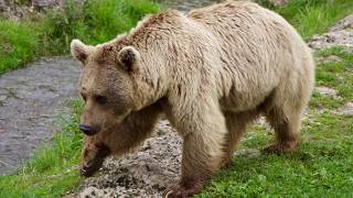 Where do Brown Bears Live Facts about the Most Widespread Bear Species [upl. by Corie675]