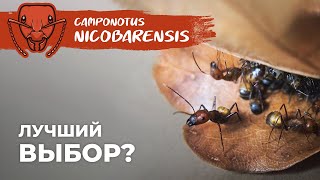 РЫЖИЙ РЕАКТИВНЫЙ МУРАВЕЙ  САМАЯ ДОСТУПНАЯ ЭКЗОТИКА  Camponotus nicobarensis [upl. by Giffard956]