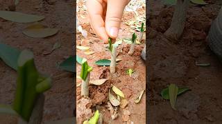 Citrus Grafting Simple Practical agriculture farming [upl. by Amarette]