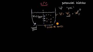 Potencial hídrico  Khan Academy en Español [upl. by Whitman]