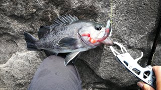 Jetty Fishing in Ocean Shores Washington State for Black Rockfish and Greenling [upl. by Jasmina]