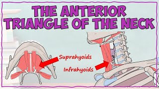 Anterior Triangle of the Neck  Suprahyoid and Infrahyoid Muscles [upl. by Atram251]