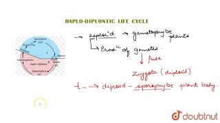 HAPLODIPLONTIC LIFE CYCLE [upl. by Ecarret721]