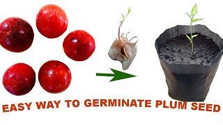 How To Grow A Plum Tree From Seed  Easy Way Of Germinating Plum Seed [upl. by Onifled]