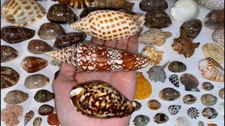 Rare Junonia zoila mega sea urchin helmet shells and so much more My seashell collection [upl. by Shanly]