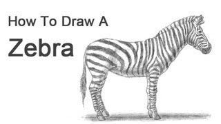 How to Draw a Zebra [upl. by Helsa]