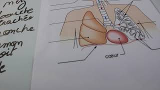 6 Lappareil respiratoire explication  schéma 1ere [upl. by Cesar]