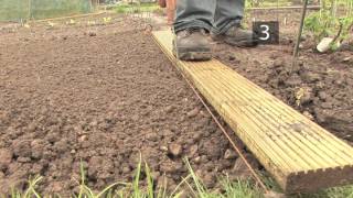 How To Plant Parsnips [upl. by Eimor]