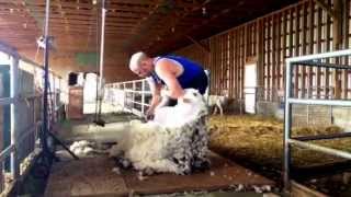 Shearing Rams in Canada vid 4 [upl. by Lucilia]