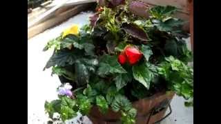 Shade Planter with Begonias Coleus and Torenia Central Alberta [upl. by Stacey544]