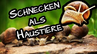 Achatschnecken Haltung 🐌 Terrarium oder Aquarium einrichten [upl. by Oliana]