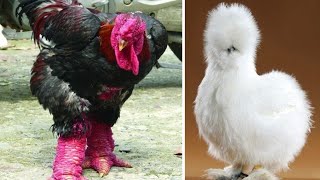 Chicken Breeds You Wont Believe Actually Exist [upl. by Janette]