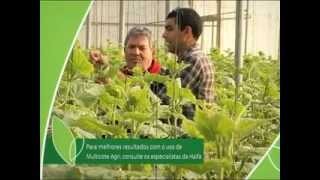 Multicote Agri  Controlled Release Fertilizers Portuguese [upl. by Gilliam]