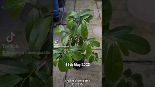 Growing Soursop Tree 🌳 [upl. by Woodman]