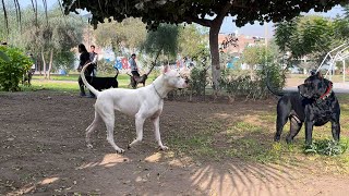 APRECIA EL ENCUENTRO de un Presa Canario y un Dogo Argentino [upl. by Hnib]