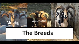 Breeds of Horned Domestic Sheep [upl. by Hardigg]