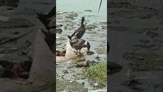 Little ducks standing in dirty water 💦 Part  2 funny shorts animals funnyvideos MAXWILLTURBO [upl. by Ikkela]