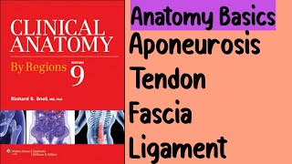 What are Aponeurosis fascia tendon and ligaments [upl. by Allista]