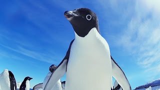 Funny Adélie Penguins take on Emperors  Snow Chick Kate Winslet [upl. by Pirbhai]