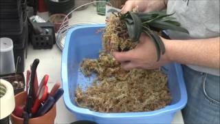 A Bulbophyllum Primer Part 2 [upl. by Dorehs]