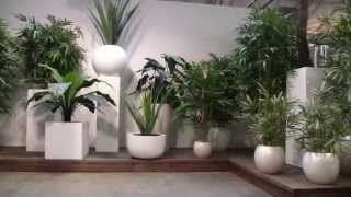 De showroom van Maxifleur Kunstplanten [upl. by Fahland613]