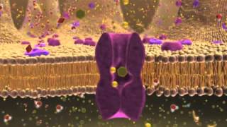 Biology 1 Lecture 7 Cellular Membranes [upl. by Wenona]