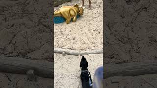 Mr Chewington sausage dog daschund dinosaur encounter [upl. by Ranzini638]