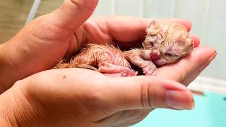 Caring for a one day old kitten abandoned after birth Feeding and warming [upl. by Nahamas]