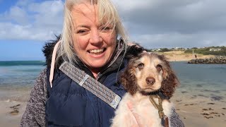 Puppys first visit to the Beach Porthkidney Cornwall [upl. by Asiilanna]