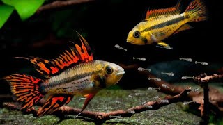 Breed RARE Apistogramma Cichlids Using This Method [upl. by Mendy770]