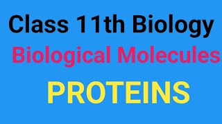 Class 11th biological molecules Proteins Amino acids peptide bond number of peptide chain [upl. by Seaden]