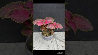 Coleus plant grow from cutting  Coleus plant propagationshorts [upl. by Lledyl]