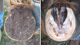 Horse Hoof RESTORATION  Satisfying  HORSE HOOF TRIMMING [upl. by Ajnot616]