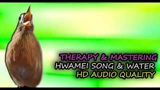 Hwamei Singing Garrulax canorus HD Audio for Therapy amp Bird Mastering [upl. by Satsok]