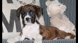 Boxer Puppies for Sale [upl. by Annavas]