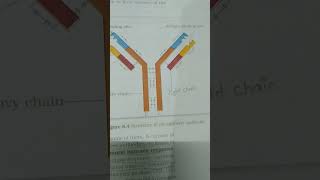 STRUCTURE OF ANTIBODIES NEET aspirants amp class 12th [upl. by Masry]