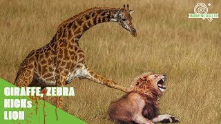 40 Amazing Moment Power Kick Moment of Zebra Giraffe and Super Fight Animal  MAGNIFYING GLASS TV [upl. by Aimik]