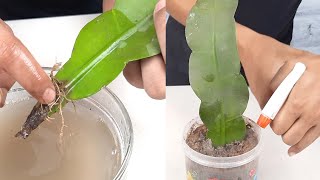 Birds Nest fern single leaf propagation process [upl. by Aikaj]