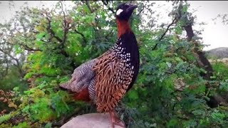 Kala Teetar ki Aawaz  Black Francolin Bird Sound [upl. by Sulecram]