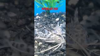 Pictus catfish perfect for aquariums fish catfish pictuscatfish aquarium sweetwater shorts [upl. by Henleigh342]