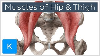 Muscles of the Hip and Thigh  Human Anatomy  Kenhub [upl. by Lyrpa]