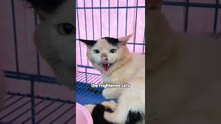 I hate peoples who hurt animals shortvideo rescue cute cat animals [upl. by Artapoelc]