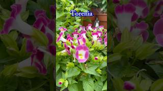 Torenia  Wishbone Flowers  Clown Flowers  TrumpetShaped Flowers  Partial SunLoving [upl. by Yolanda454]