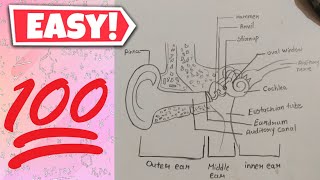 Structure of human ear step by step  Easy Human ear diagram youtubeindia howtodraw [upl. by Eiramrefinnej]