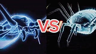 Cellar Spider vs Harvestman Daddy Long Legs spider spiderbattles bugwars [upl. by Norab655]