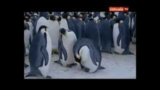 le pingouin dans lantarctique ushuaia tv [upl. by Aylward]