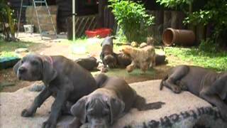 5 mai 2014 deutsche doggen welpen 9 wochen [upl. by Ahsasal254]