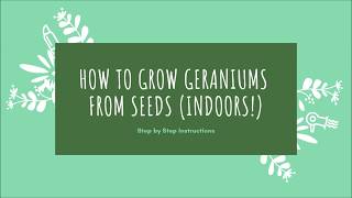 How to grow geraniums from seeds indoors [upl. by Llevram]