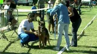 Exposition canine HD [upl. by Mailiw162]