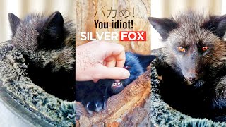 Silver Fox Wake Up 🦊 fox goodmorning shorts DenisKorza [upl. by Namhar]